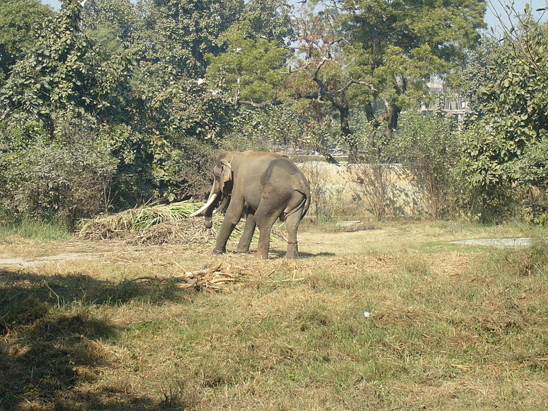 Lucknow Zoo