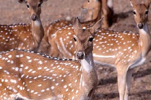 Pithoragarh India Sanctuary