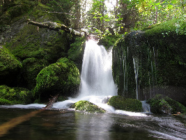 Mossy Fall