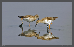 Jamnagar India Sanctuary