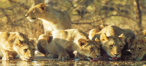 Gir National Park India Fort
