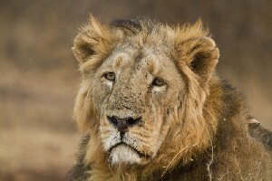 Gir National Park India Beach