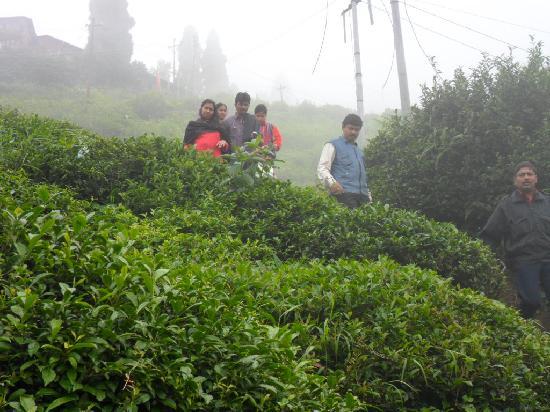 Badamtam Tea Estate