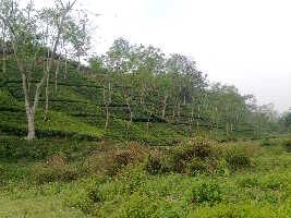 Sreemangal Bangladesh Lake
