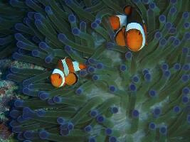 Amed Scuba Tauchzentrum