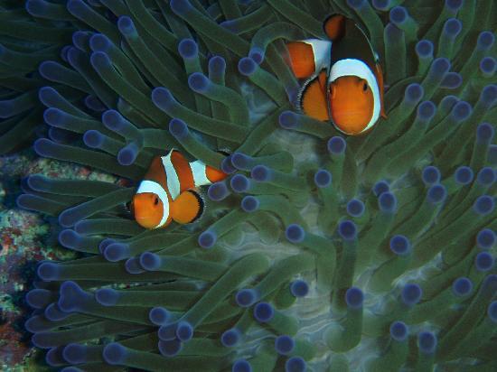 Amed Scuba Tauchzentrum