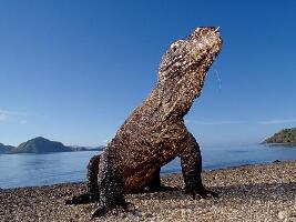 Top Komodo Tours
