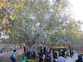 Iran Tree