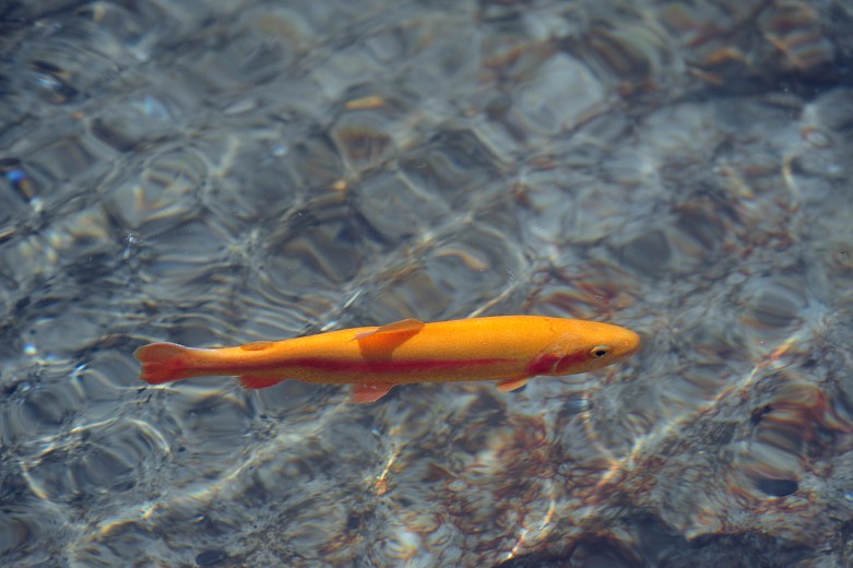 Trout Farm