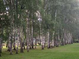 Yasnaya Polyana Museum-Estate of Leo Tolstoy