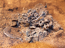 Tver State Museum - Archaeology Department