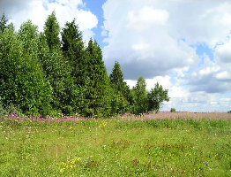 Yaroslavl Oblast Russia Zoo