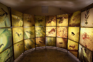 Amber Gallery-Museum