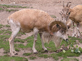 Chuvash Republic Russia Zoo
