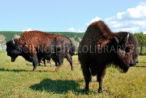 Sakha (Yakutia) Republic Russia Farm