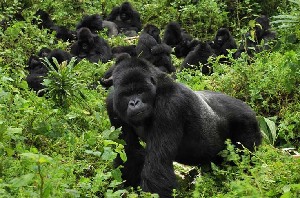 Umubano Tours - Day Tours