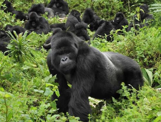 Lets Go Tours Rwanda - Day Tours
