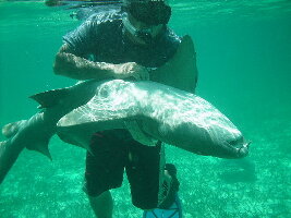 Shark Ray Alley