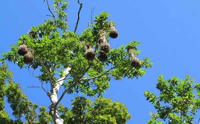Crested Caracara Reserve