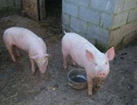 Clonfert Pet Farm