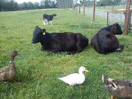 Newbarn Farm