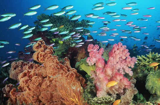 Coral Beach Nature Reserve