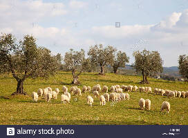 Scansano