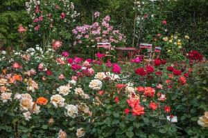 La Rosa della Pace