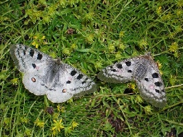 Nel Regno delle Farfalle