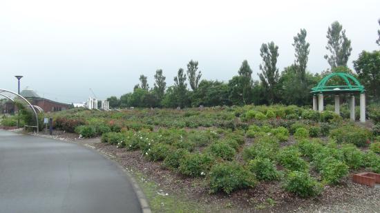 Haboro Rose Garden