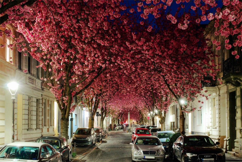 Cherryblossom Street / Heerstrasse