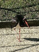 Veszprem Hungary Zoo