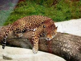 Opole Poland Zoo