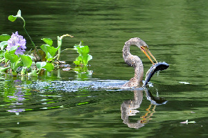 Antonio Prado Brazil Natural