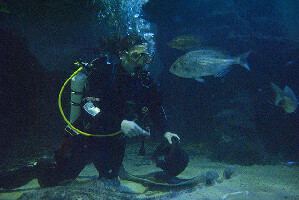 Deep Sea World