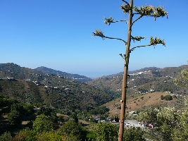Competa