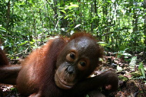 Selva