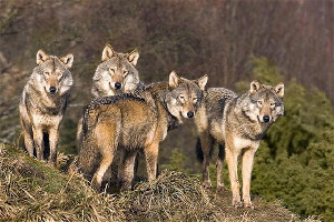 Los Lobos