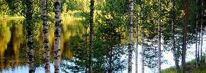 Bjurholm