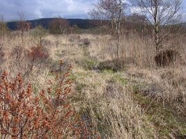 Cors Fochno NNR