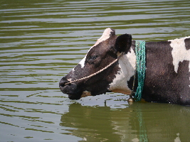 Bangalore India Lake