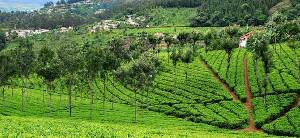 Coonoor