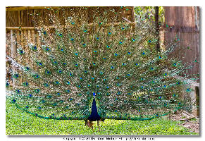 Mysore India Zoo