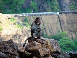 Malshej Ghat