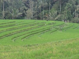 Gunung Batukaru