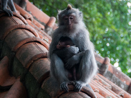 Ubud Indonesia Forest