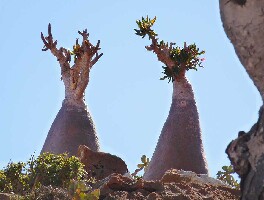 Socotra