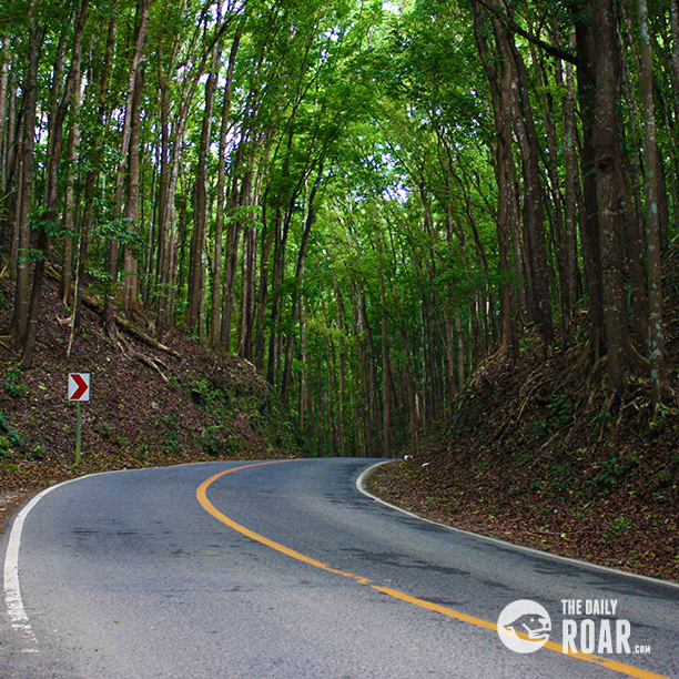 Loboc Man-Made Forest
