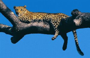 Thornybush Game Reserve