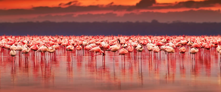 Lake nukuru